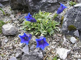 botanicka zahrada encian