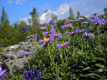 tatry penzion/botanicky zahrada 1
