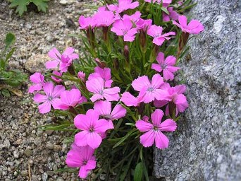 penzion tatry/botanicka zahrada 2